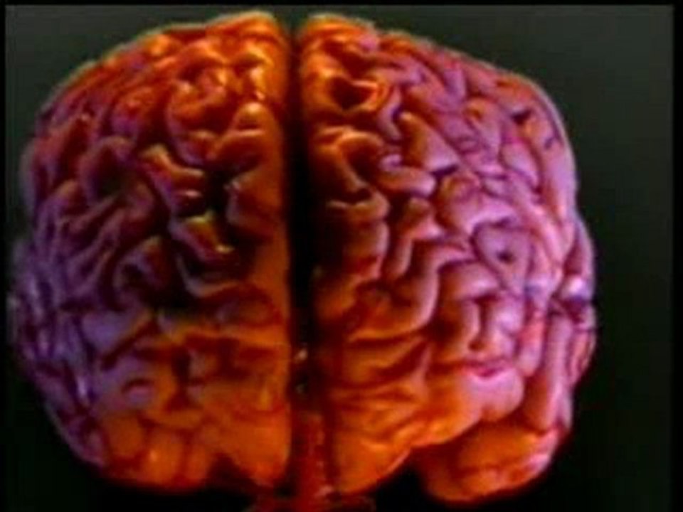 KEAJAIBAN OTAK: INDRA PENCIUMAN DAN PENGECAPAN