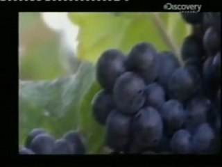 Champagne: ¿Como se hace?