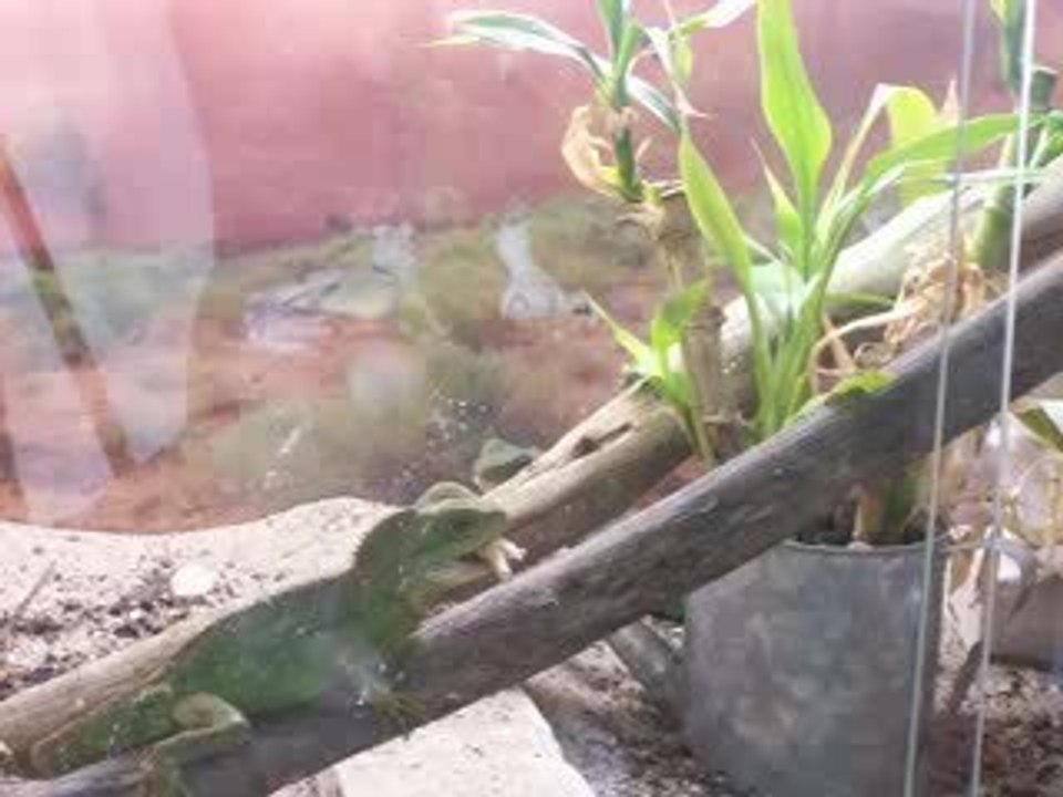 lezard qui mange des larves