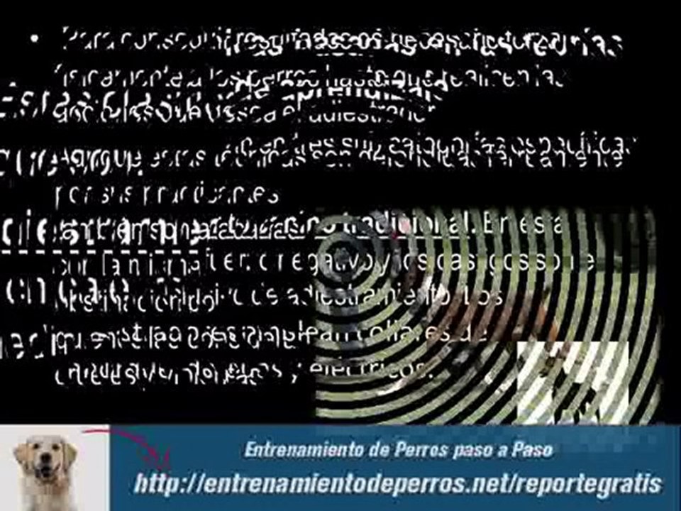 Como Adiestrar Perros Profesionalmente