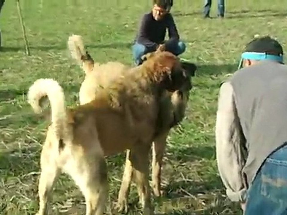 Katil & Saddam2