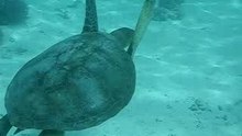 Turtle Lady Musgrave Island