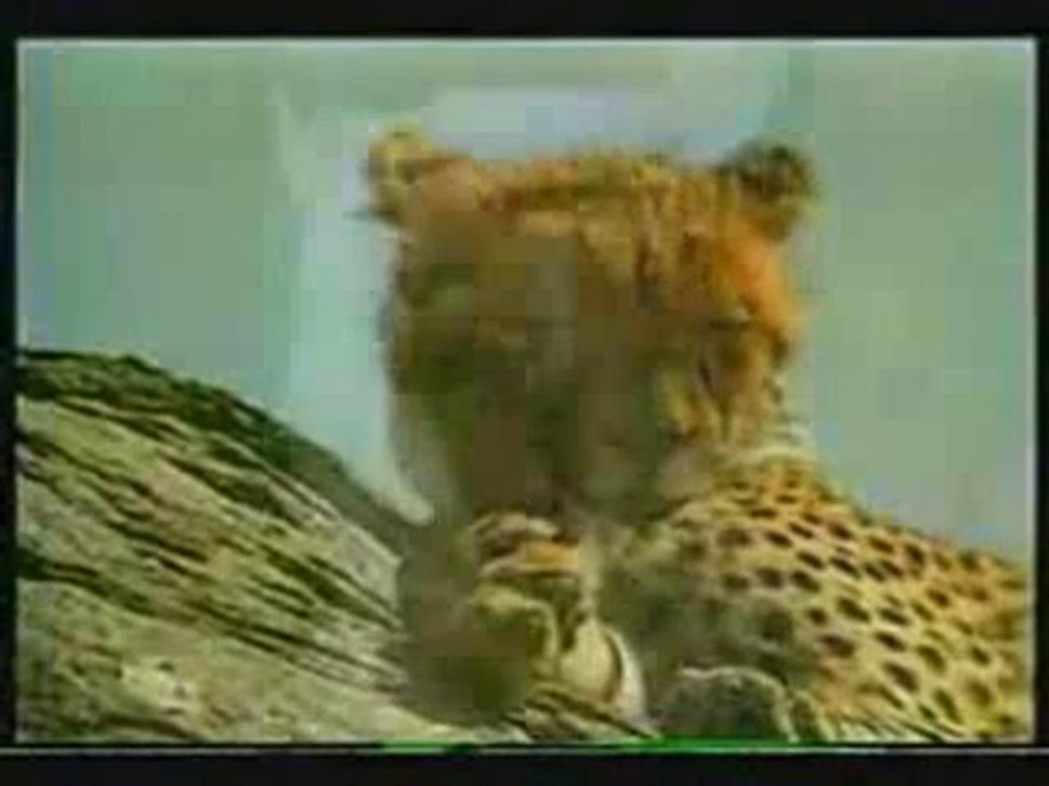 MISTERI KEHIDUPAN SATWA 3