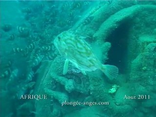 PLONGEE SUR L AFRIQUE: DES MACHINES AUX CHAUDIERES