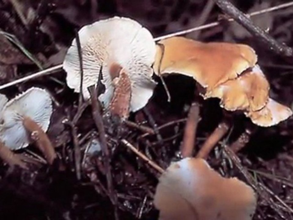 LE NOUVEAU GUIDE DES CHAMPIGNONS