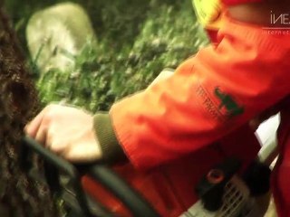 Abattage - Fouquereuil - Pas de Calais