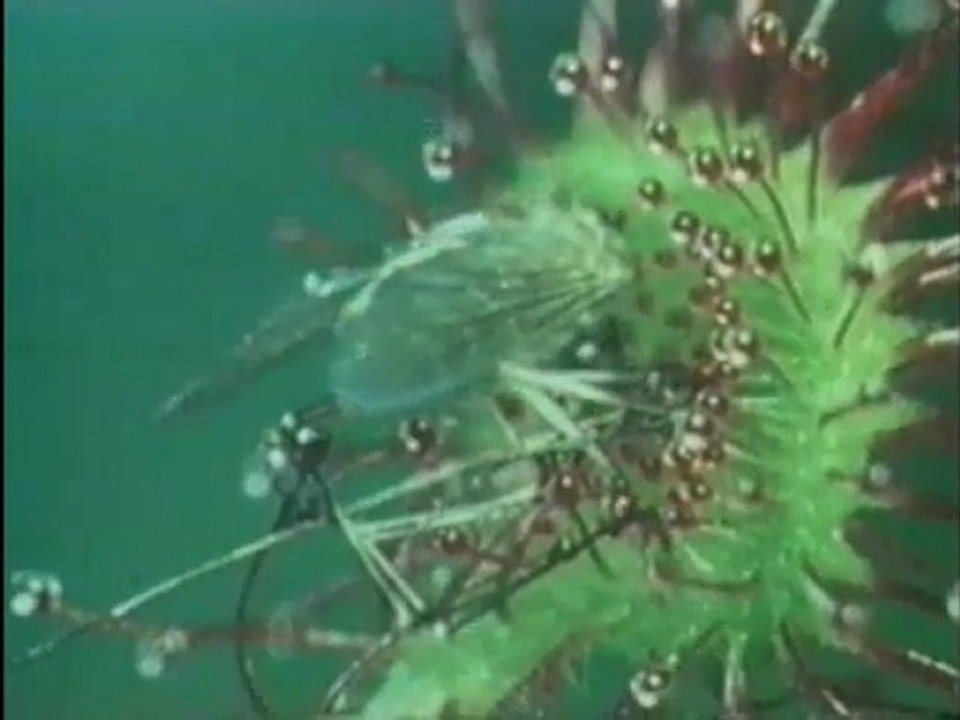 the_fact_of_creation_the_sundew_plant_ingilizce