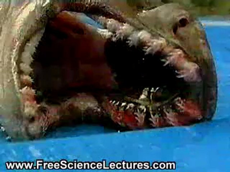 prehistoric shark in japan