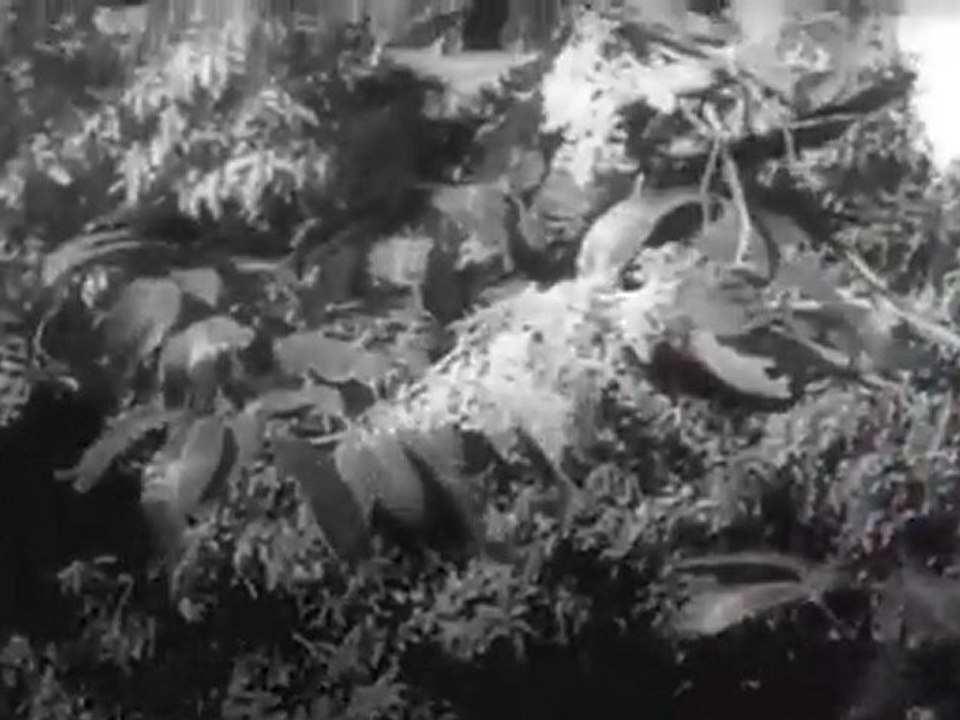 Kulipoina samsaraniki (NAMMINA BANTU)