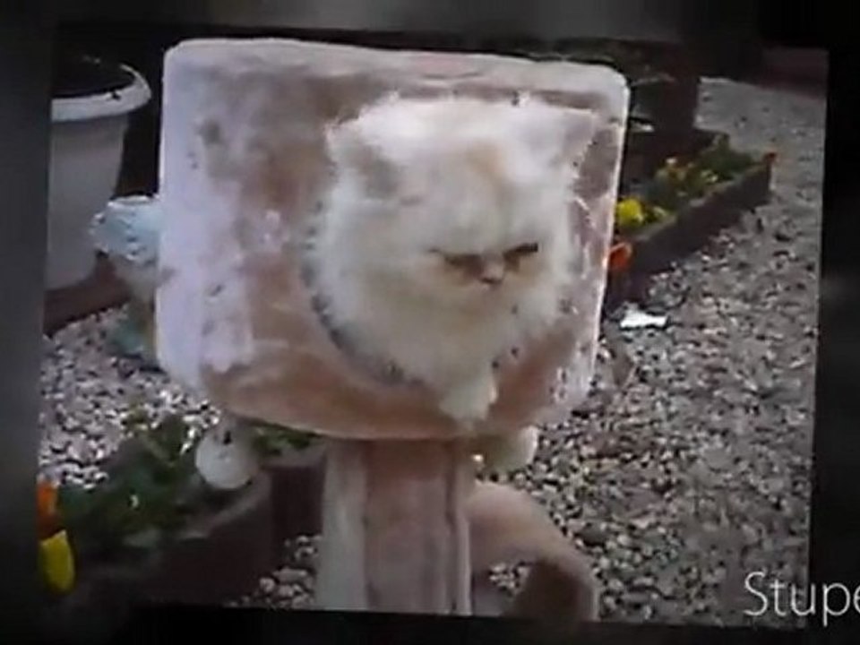 "chat" " et " chien" "persan" "samoyede" "canelle" "vanille"