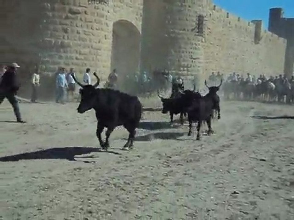 Manade aubanel / lacher de 40 taureaux