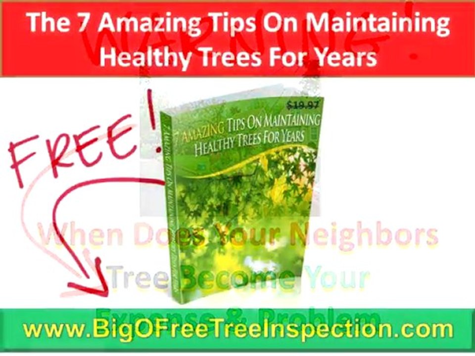 Charlottesville Tree Removal|FREE Tree Hazard Inspection