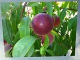 Planting and Growing Fruit Trees