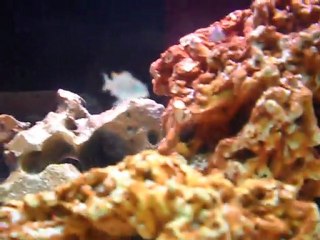 Malawi Tank