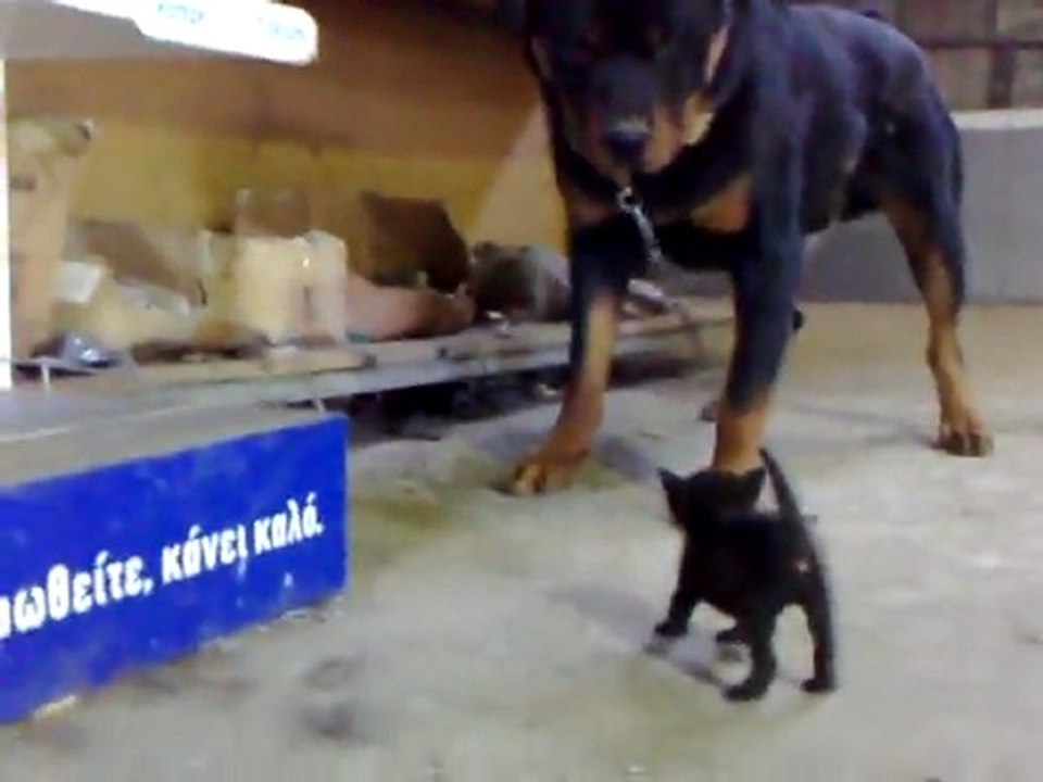 Un rottweiler Vs. un chaton noir