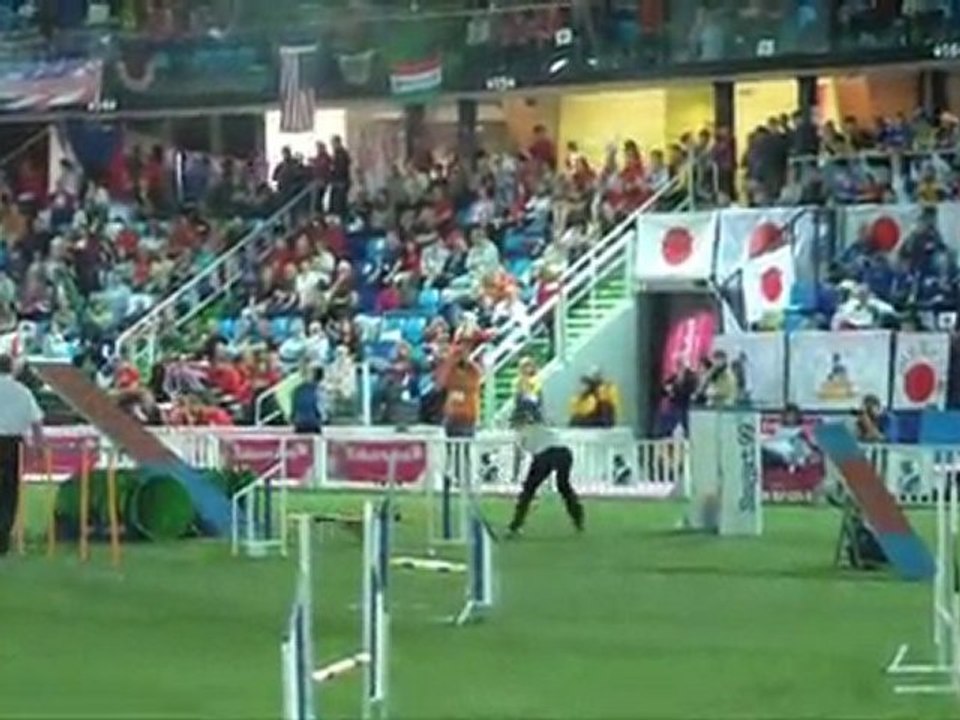 Border terrier CDM agility Liévin 2011