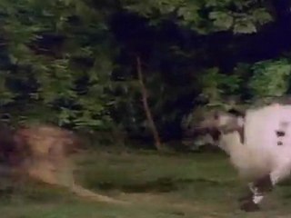 Aattukkara Alamelu - Goat And Dog Fight