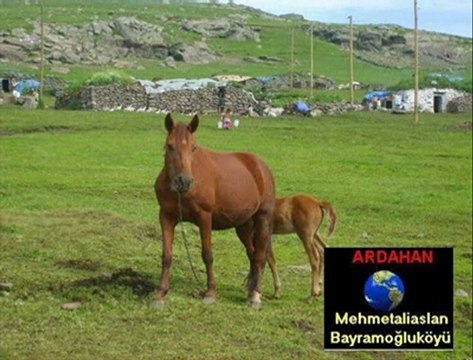 ARDAHAN Mehmetaliarslan köyü kora köyü bayramoğlu köyü