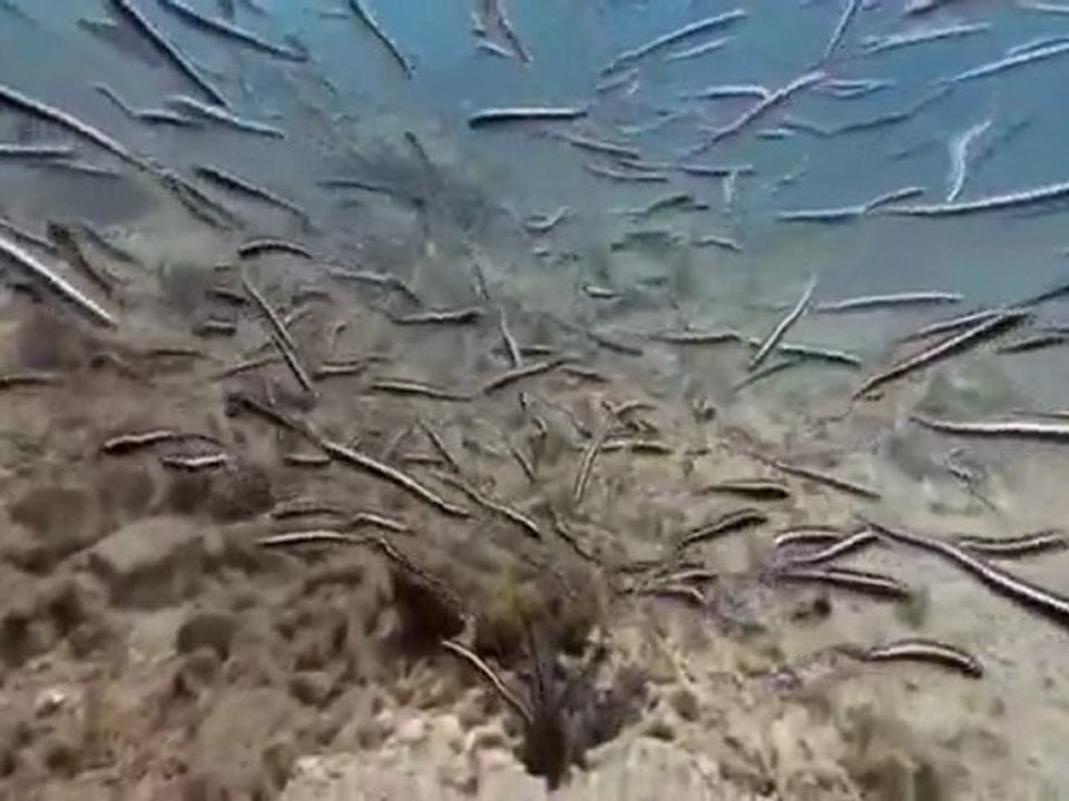 Dj DeVito & Dj Tim - I Dont Know Why (Underwater Clip)