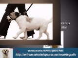 Entrenamiento de Perros : Adiestramiento Canino