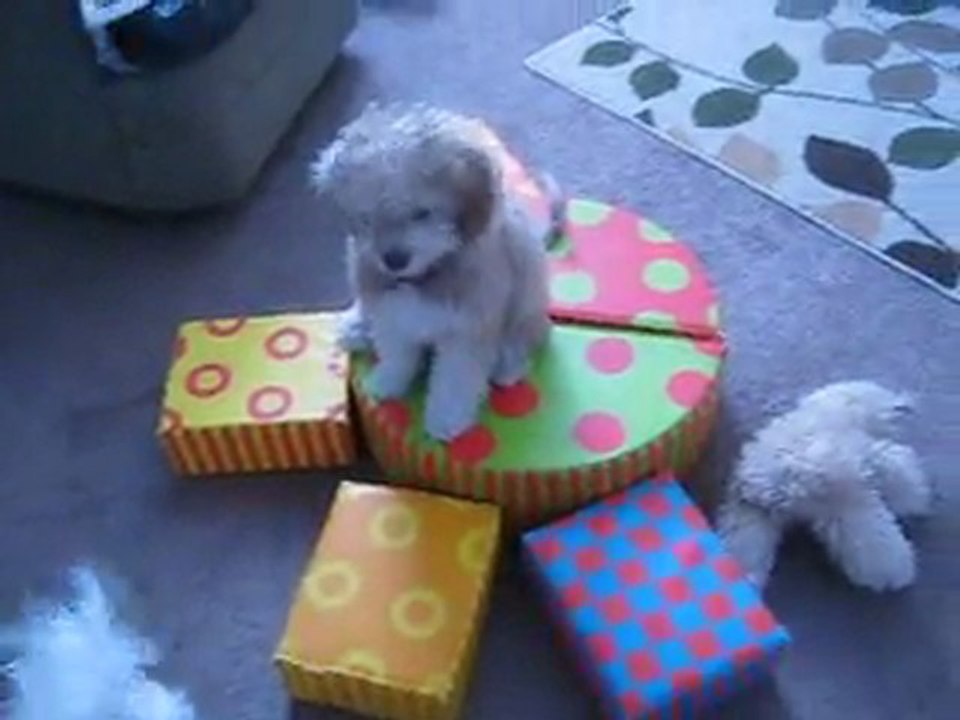 Coco gets a cookie