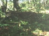 Rare Photos of Amur Leopard Captured