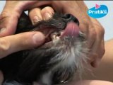 Conseils véto - Comment nettoyer les dents de son chien ?
