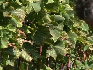 Lavaux tourism booms but wine makers are struggling