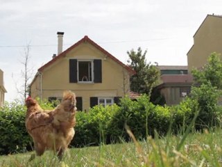 "Ils s'aiment comme chiens et poules"