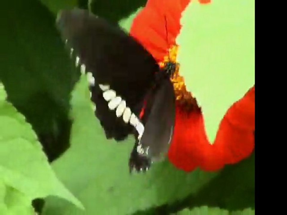 Butterfly1.wmv