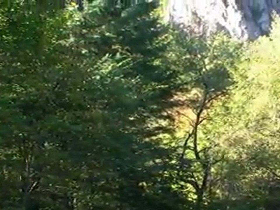 Entre Petite et Grande Rhue : la Forêt d'Algères