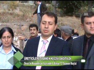 Üreticilere Saanen Keçisi Dağıtıldı 13.10.2011