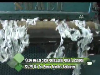 Yüksek Rekolte Çırçır Fabrikalarını Pamukla Doldurdu 14.10.2011