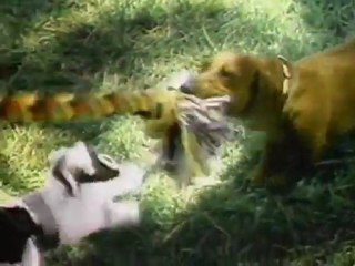 Crazy puppets out of control by Pets.com