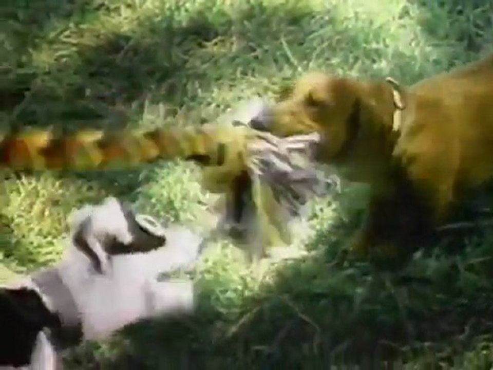 Crazy puppets out of control by Pets.com