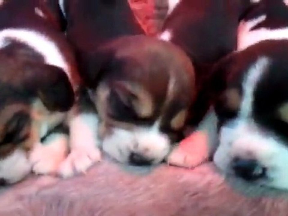 Chiots Céffia x Figo 21.10.11