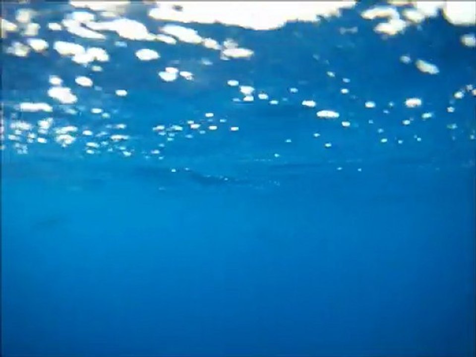 Pilot Whales Check Out Bite Me