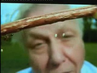 Dantel kanatlı böceğin yumurta bırakma sistemindeki mükemmellik