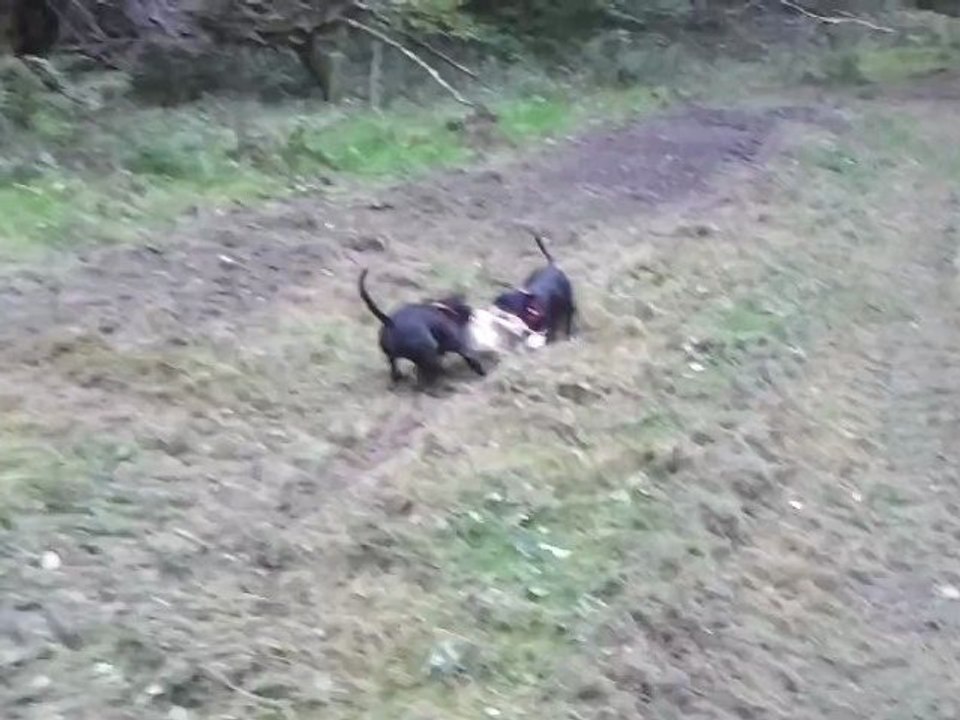 Deux Staffies en plein jeu