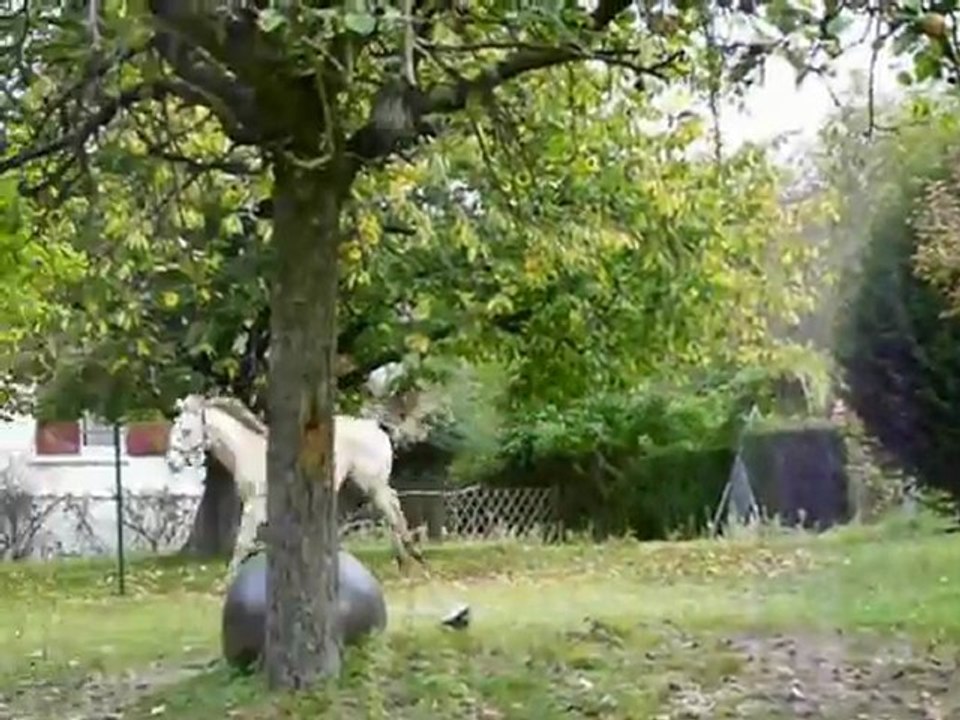 SW Champagne King, QH stallion (homozygous champagne) at stud in France (EH Breeding)