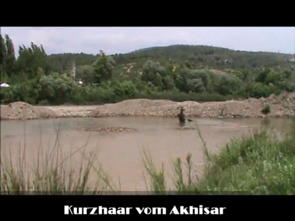 Kurzhaar vom Akhisar & 1 ASİL su ile ilk tanışma