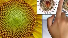 La secuencia de Fibonacci, en 3 minutos. www. explainers.tv