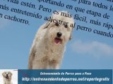 Secretos para Entrenar Perros en Casa