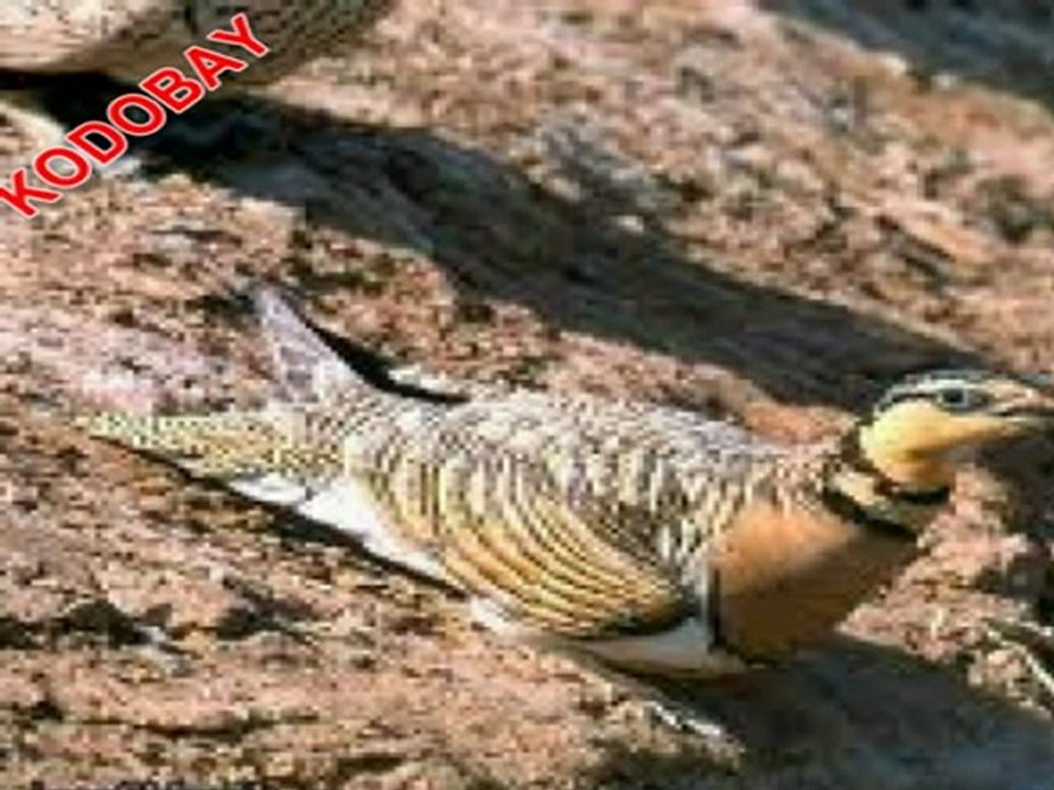 BAĞIRTLAK KUŞU GÖÇÜ VE ÇOLDEKİ MÜCADELESİ