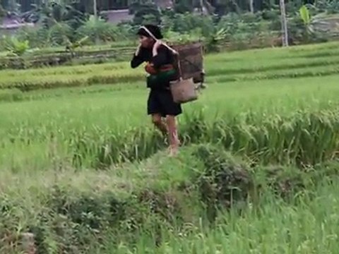 TRAVAUX DANS LES RIZIERES PIEDS NUS