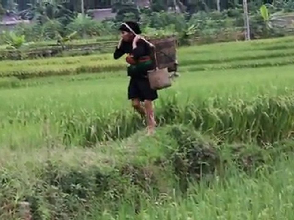TRAVAUX DANS LES RIZIERES PIEDS NUS