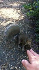 Squirrel in Hyde Park