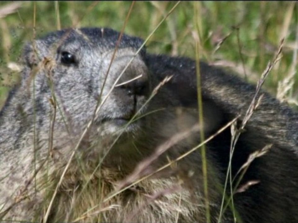 Toujours plus haut (les Chapieux)...