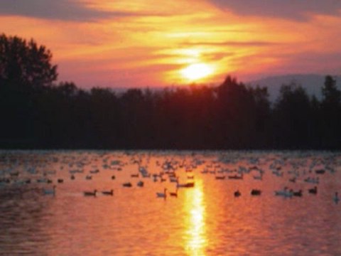 La belle Gaspésie les oies blanches