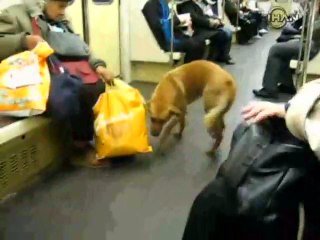 Moskova metrosunda köpekler